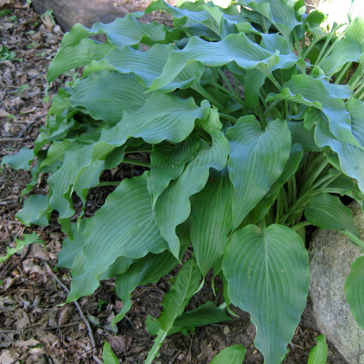 Hosta 'Elvis Lives'